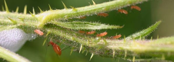 Dealing with common pests and diseases