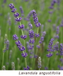 picture of lavender angustifolia