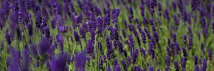 lavender picture