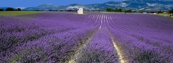 picture of lavender growing in provence France