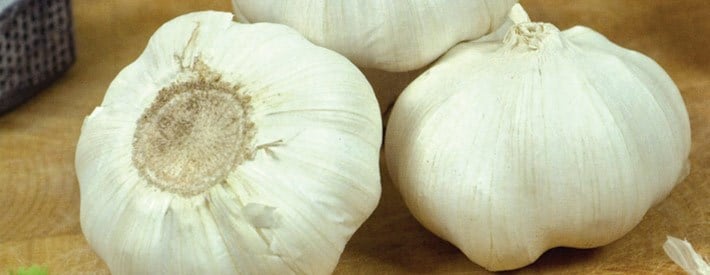 Sally's garlic