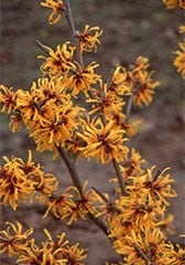 Hamamelis × intermedia 'Orange Peel'