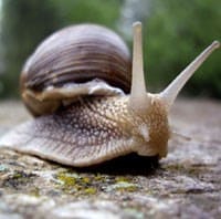 pic of snail