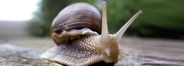 How to deal with slugs and snails