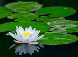picture of waterlily