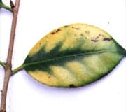 Lime-induced chlorosis