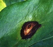 Fungal leaf spot