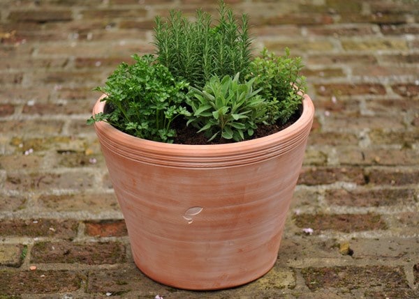 herbs & pot combination