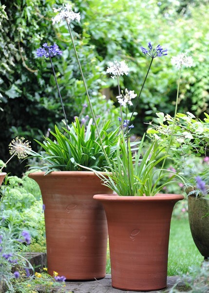 Agapanthus africanus & pot combination
