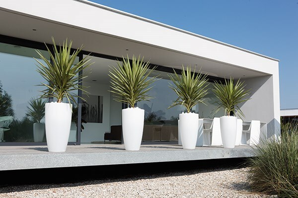 Cordyline & pot combination