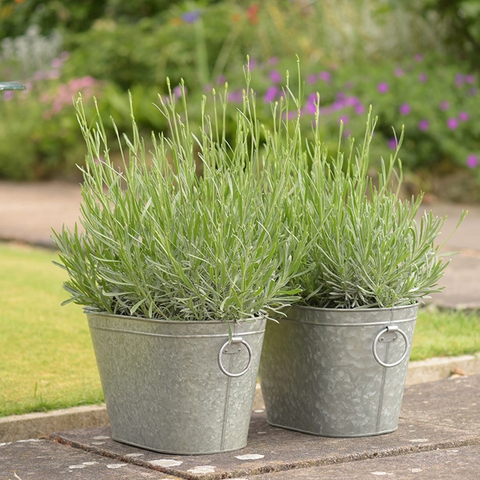 Lavender Hidcote & trough combination