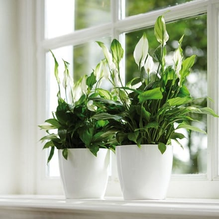 Spathiphyllum and white pot cover