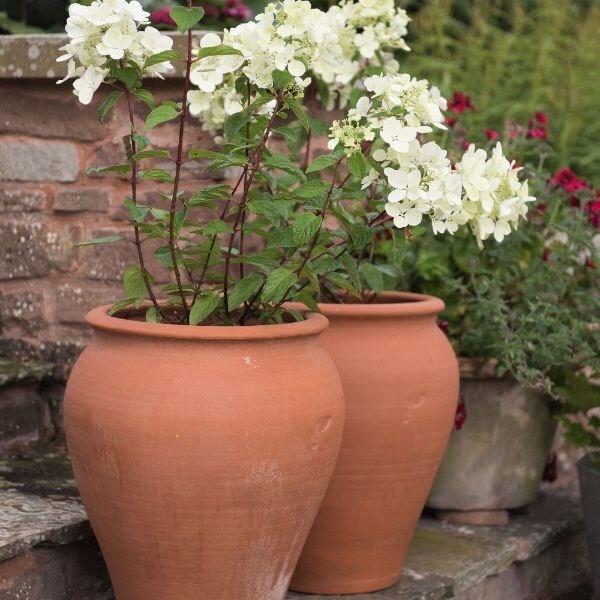 Hydrangea & tulip pot combination