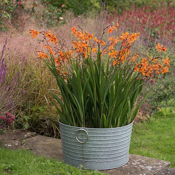 Crocosmia & ribbed planter combination