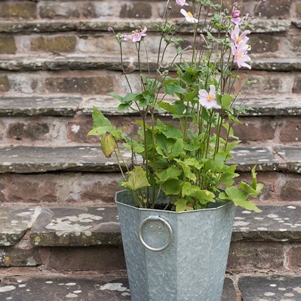 Anemone and galvanised pot combination