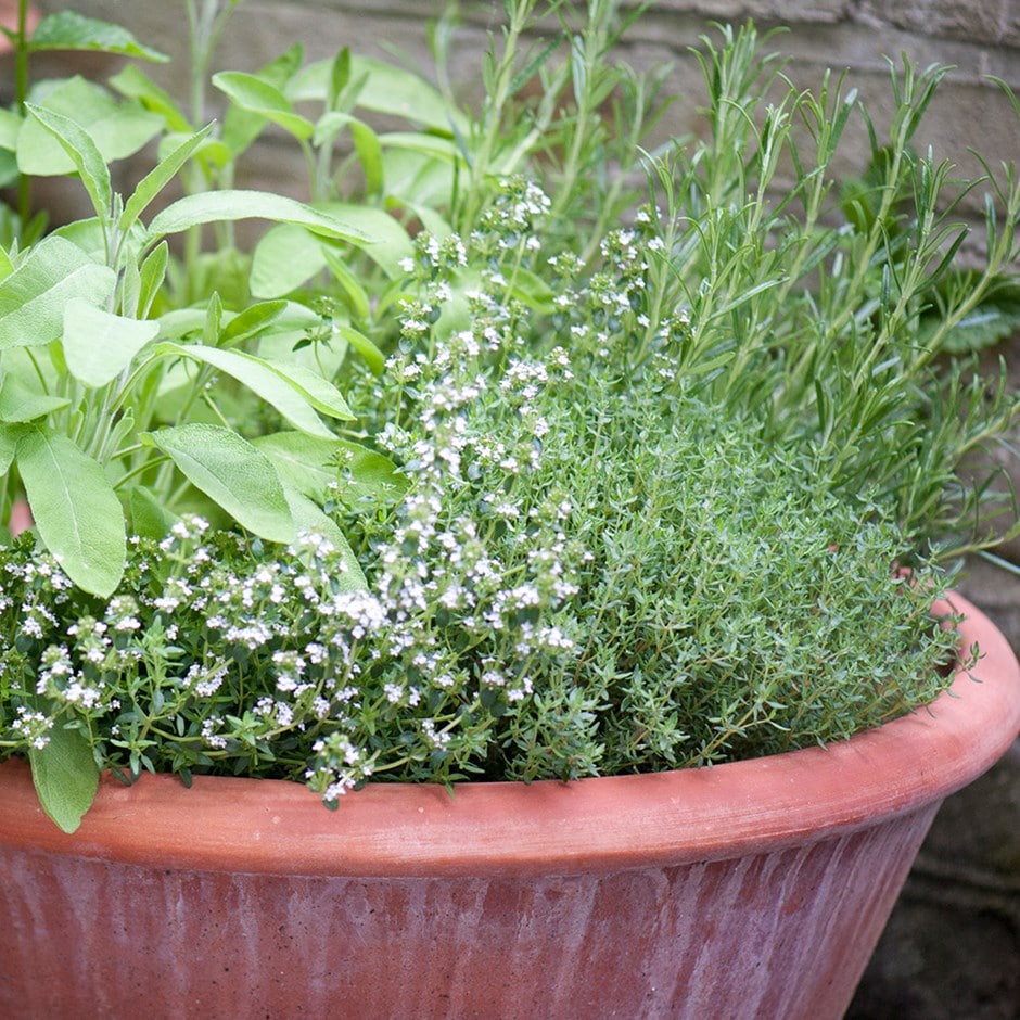 herbs & lucca pot combination