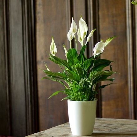 Spathiphyllum and pot cover