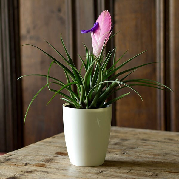 Tillandsia cyanea & white high pot cover combination