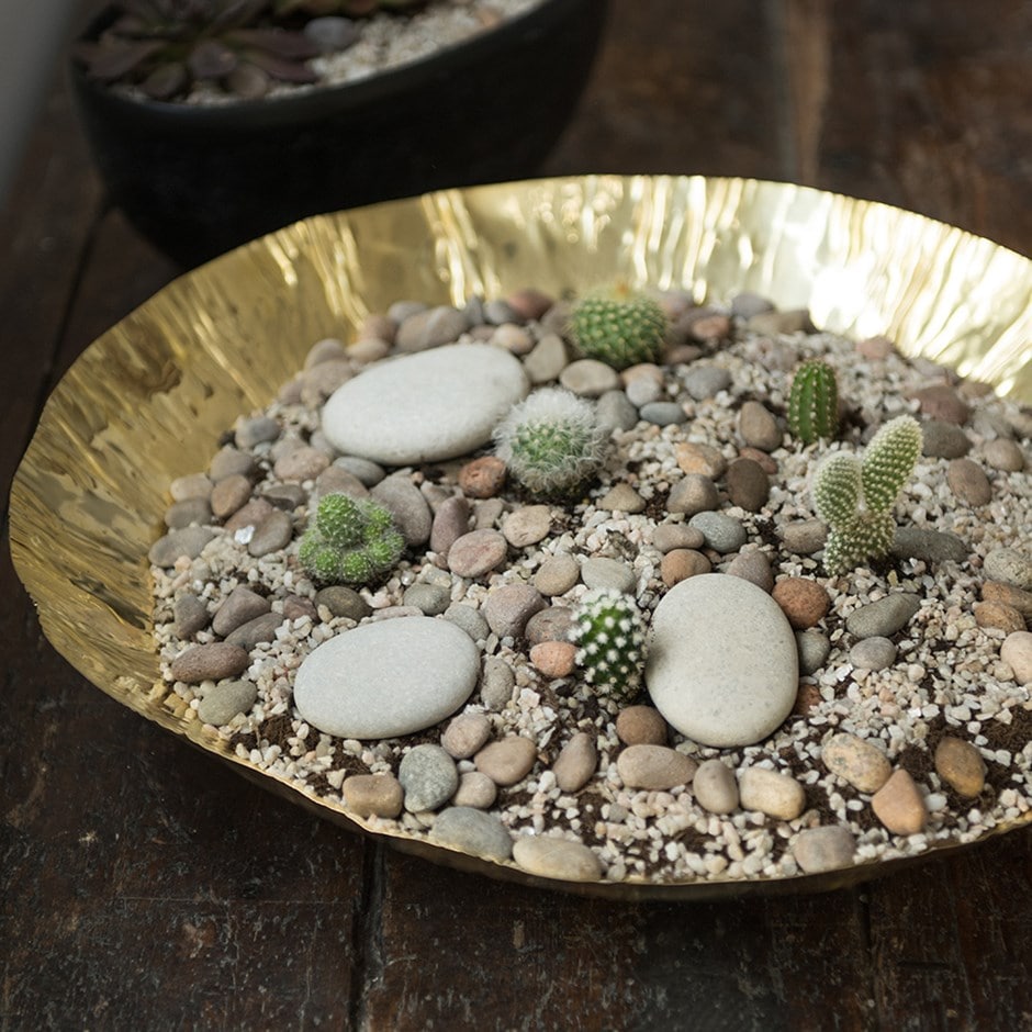 Cactus collection & bowl combination
