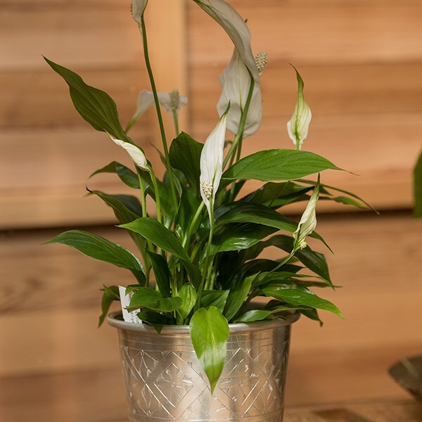 Spathiphyllum 'Bellini' - peace lily & aluminium pot combination