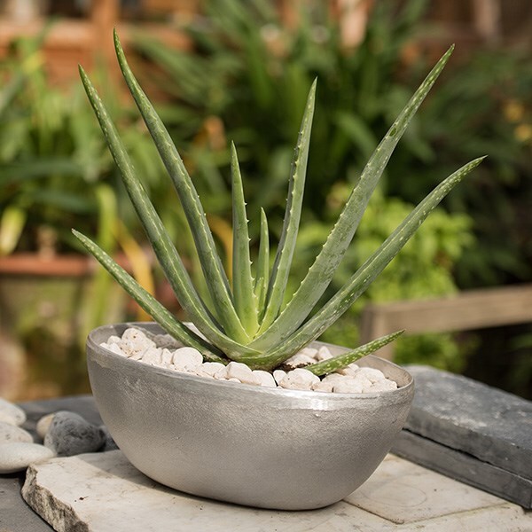 Aloe vera and rough cast aluminium oval bowl