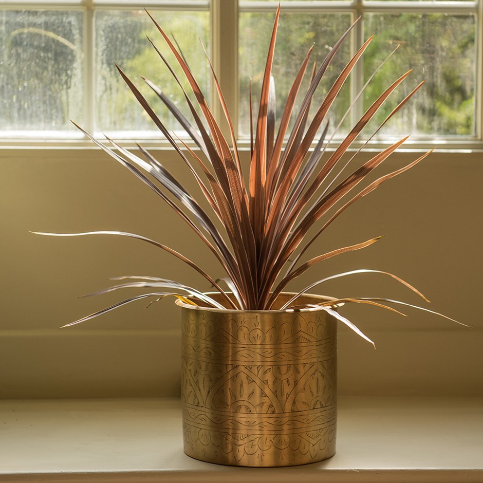 cabbage palm - Cordyline 'Red Star' & hand etched brass planter