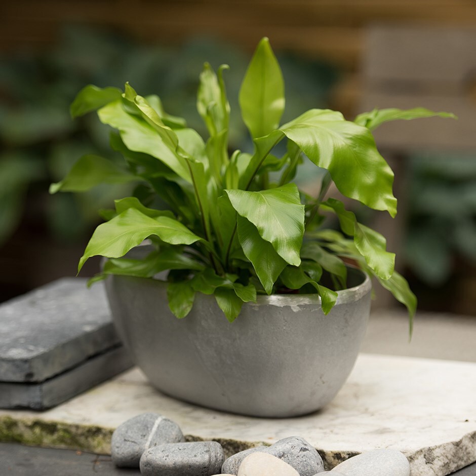 Asplenium nidus & rough cast aluminium bowl