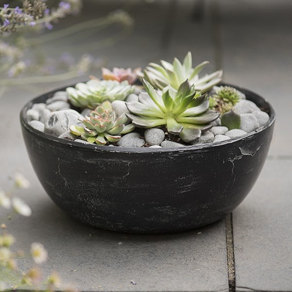 6 Echeveria starter plants & a rough cast charcoal black aluminium bowl