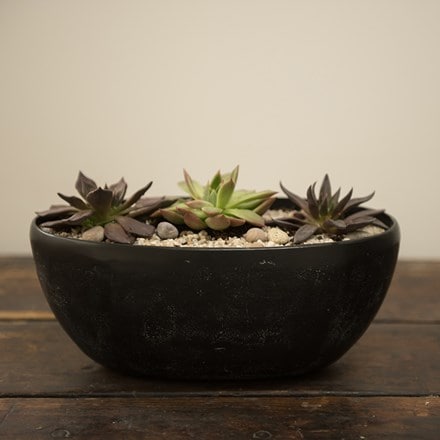 3 Echeveria starter plants and a rough cast charcoal black aluminium bowl