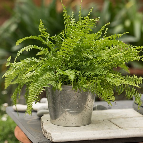 Nephrolepis exaltata 'Green Lady'- boston fern & aluminium pot combination