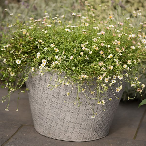 3 x Erigeron karvinskianus and an embossed aged planter