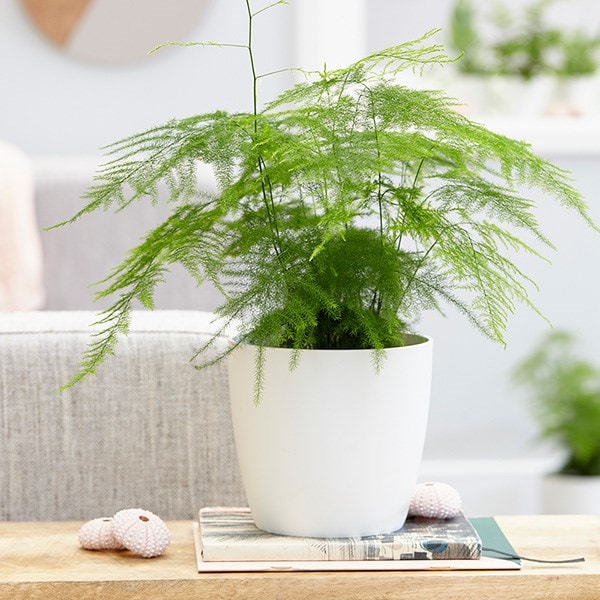 Asparagus setaceus & pot cover combination