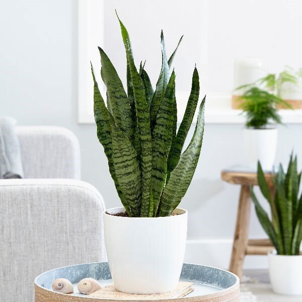 Sansevieria zeylanica - snake plant & pot cover combination