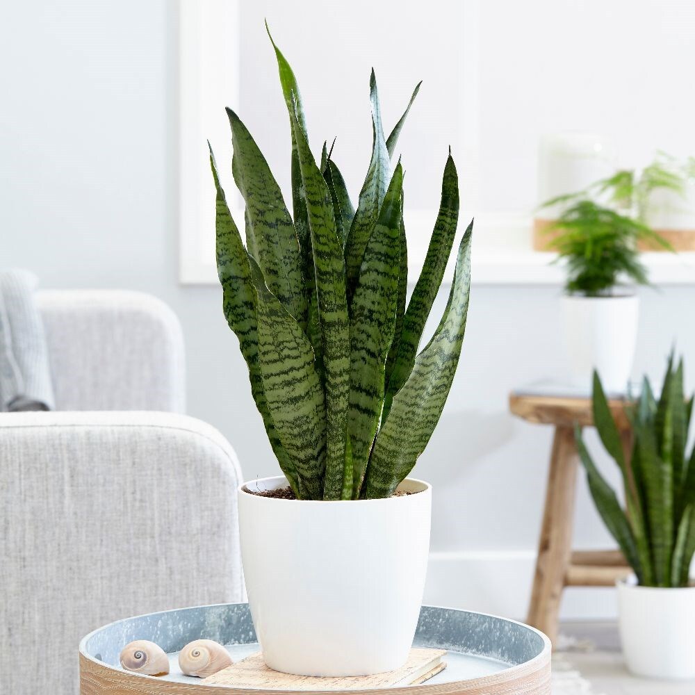 Sansevieria zeylanica - snake plant & pot cover combination