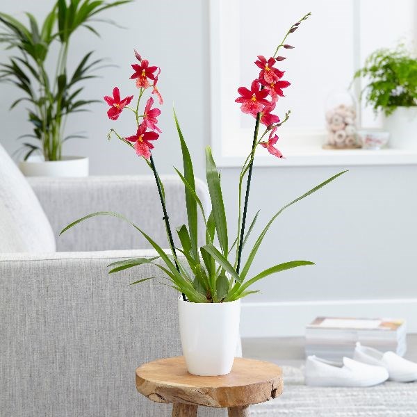 × Oncidopsis 'Nelly Isler' orchid & pot cover combination