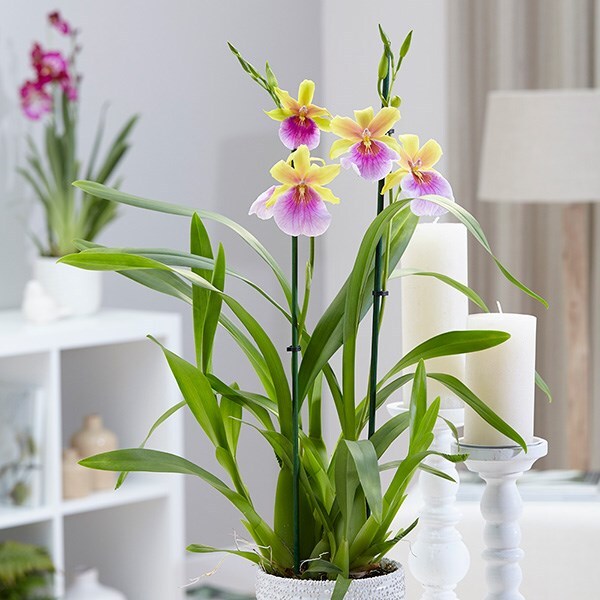 Miltonia 'Sunset' & pot cover combination