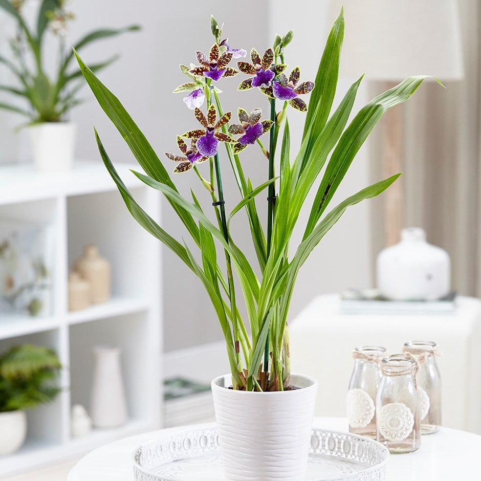 Zygopetalum 'Trozy Blue' - orchid & pot cover combination