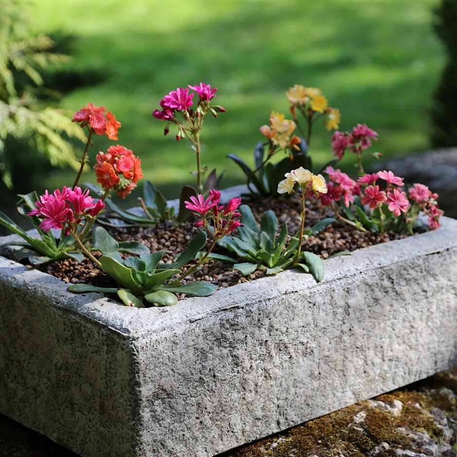 Lewisia collection and alpine trough
