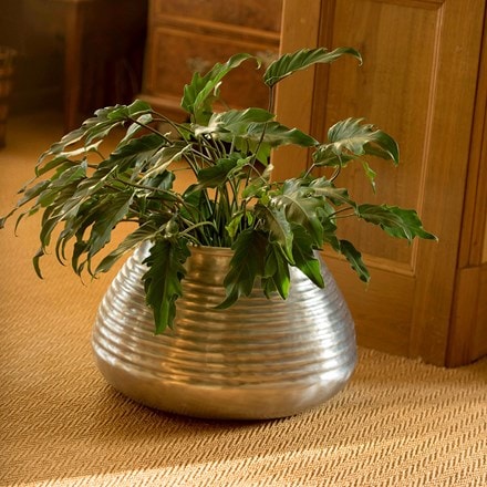 Philodendron xanadu & aluminium ribbed pot