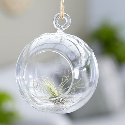 Tillandsia argentea in a hanging glass globe