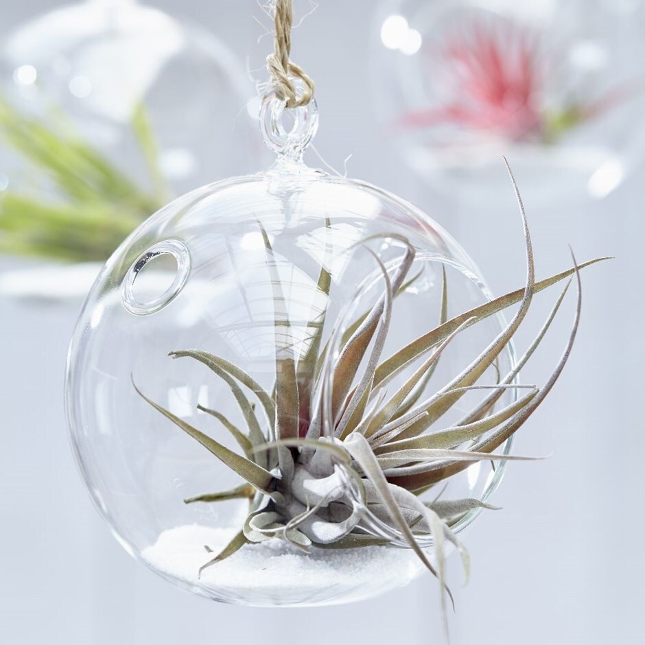 air plant / Tillandsia capitata Peach in a hanging glass globe
