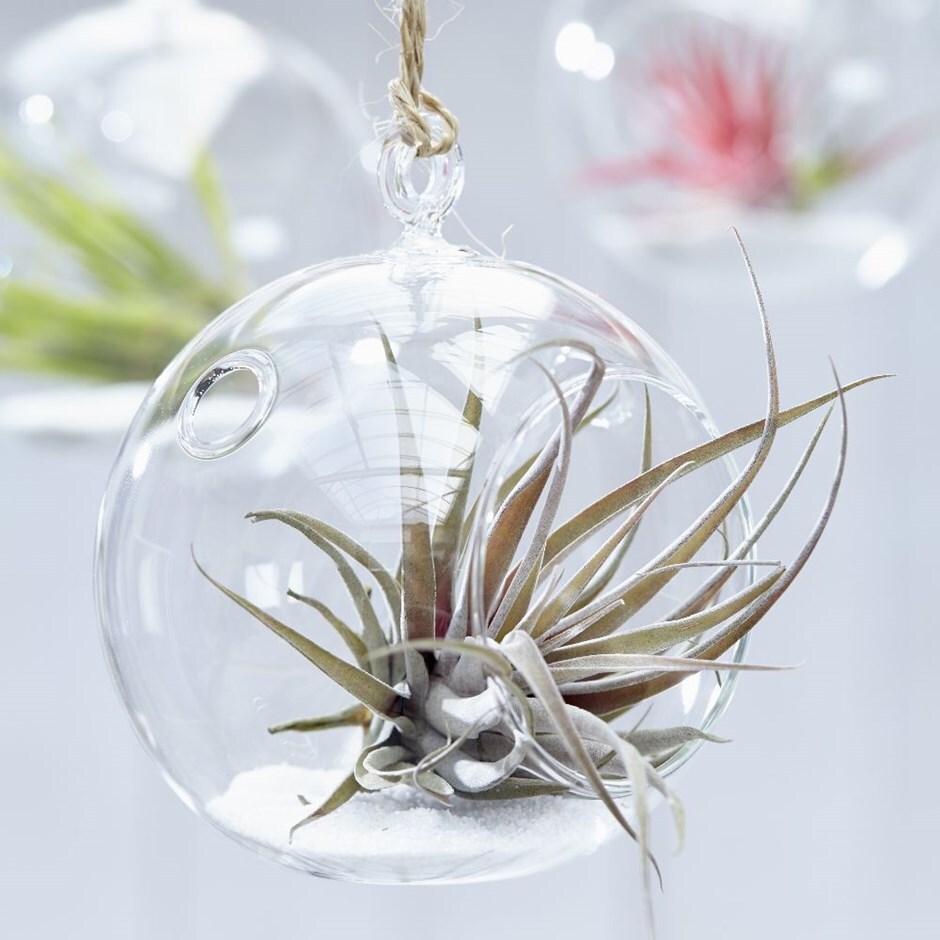 air plant (Tillandsia capitata) Peach in a hanging glass globe