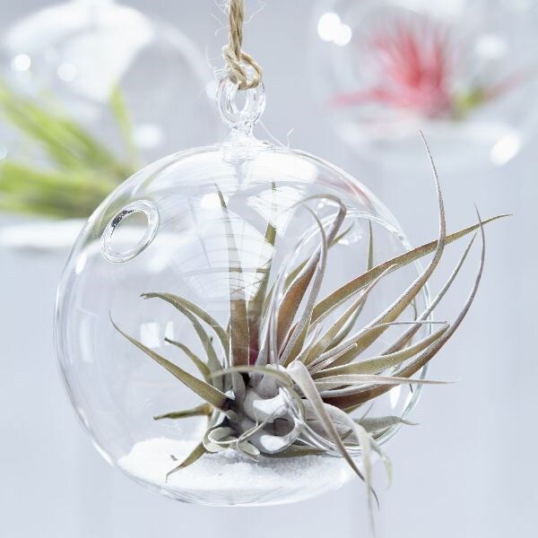 air plant / Tillandsia capitata Peach in a hanging glass globe