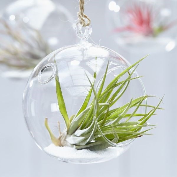 air plant / Tillandsia multiflora in a hanging glass globe