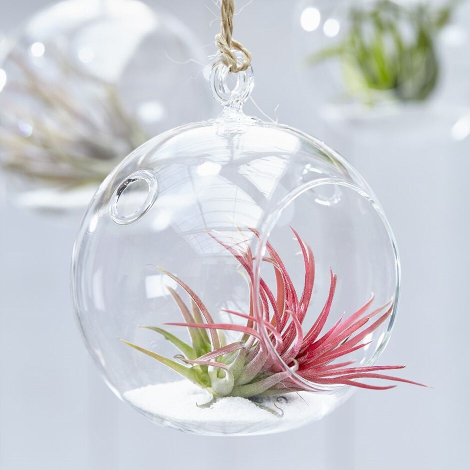 air plant (Tillandsia ionantha) in a hanging glass globe