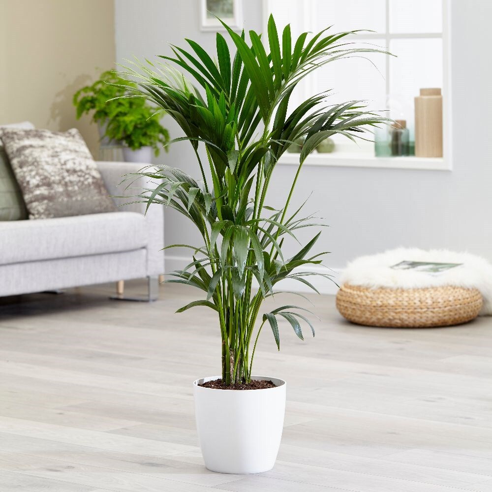 kentia 1.2m - Howea forsteriana & pot cover combination