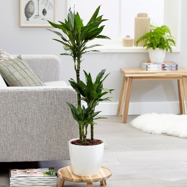 Dracaena fragrans 'Janet Lind' - dragon tree & pot cover combination