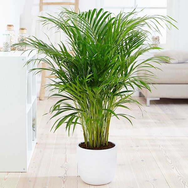 areca palm / bamboo palm 21cm pot - 1m- Dypsis lutescens & pot cover combination