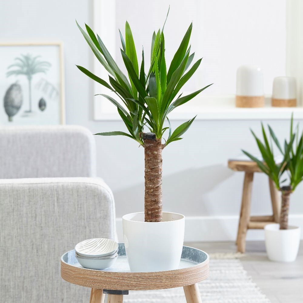 spineless yucca - Yucca elephantipes & pot cover combination