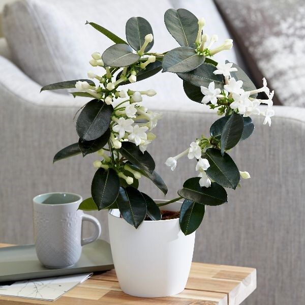 Stephanotis floribunda - bridal wreath & pot cover